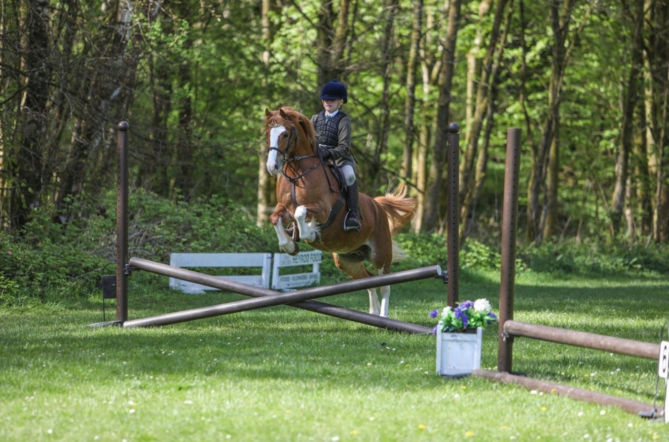 "PRINCE HARRY" Chestnut Gelding All Rounder - All Rounders 