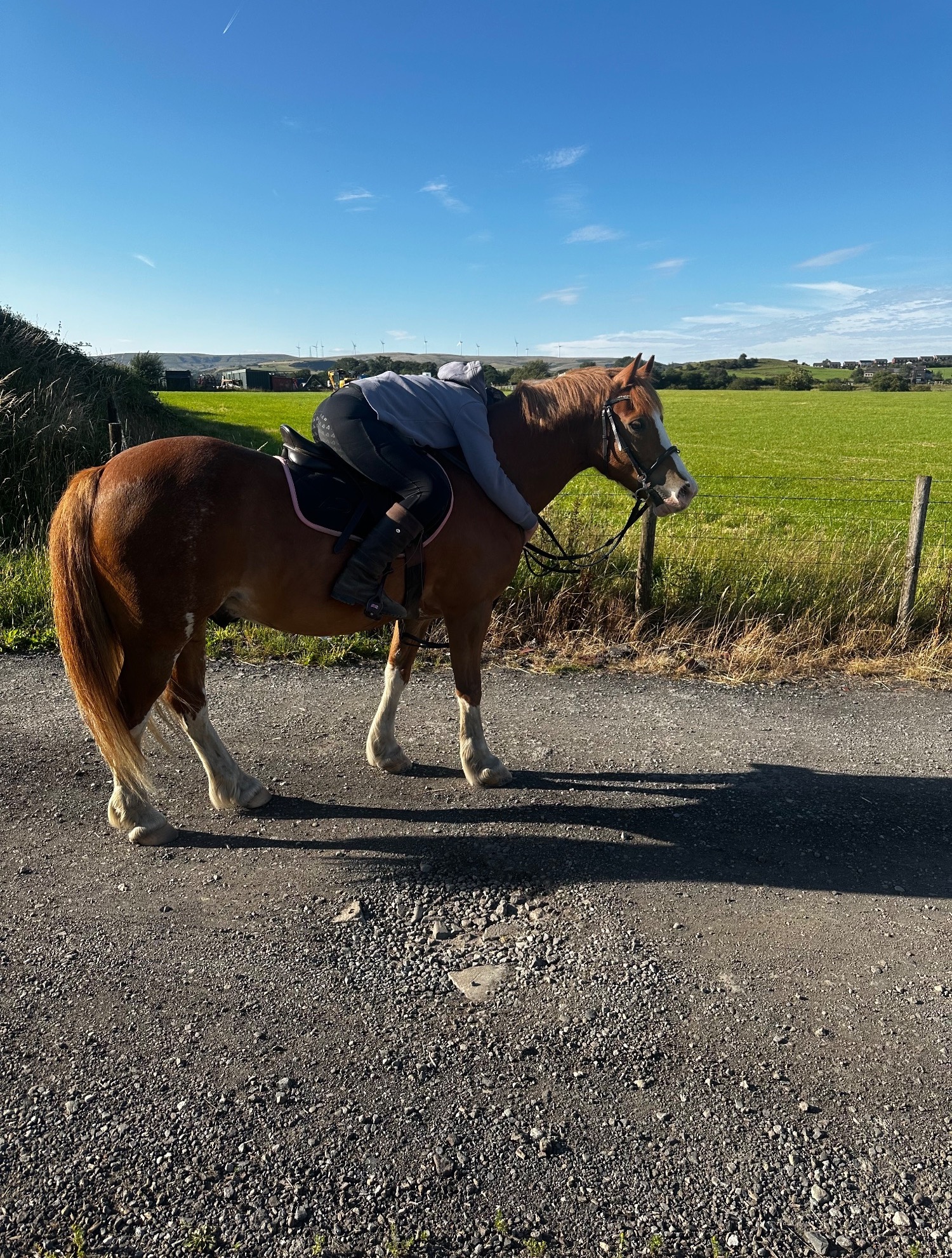 "PRINCE HARRY" Chestnut Gelding All Rounder 