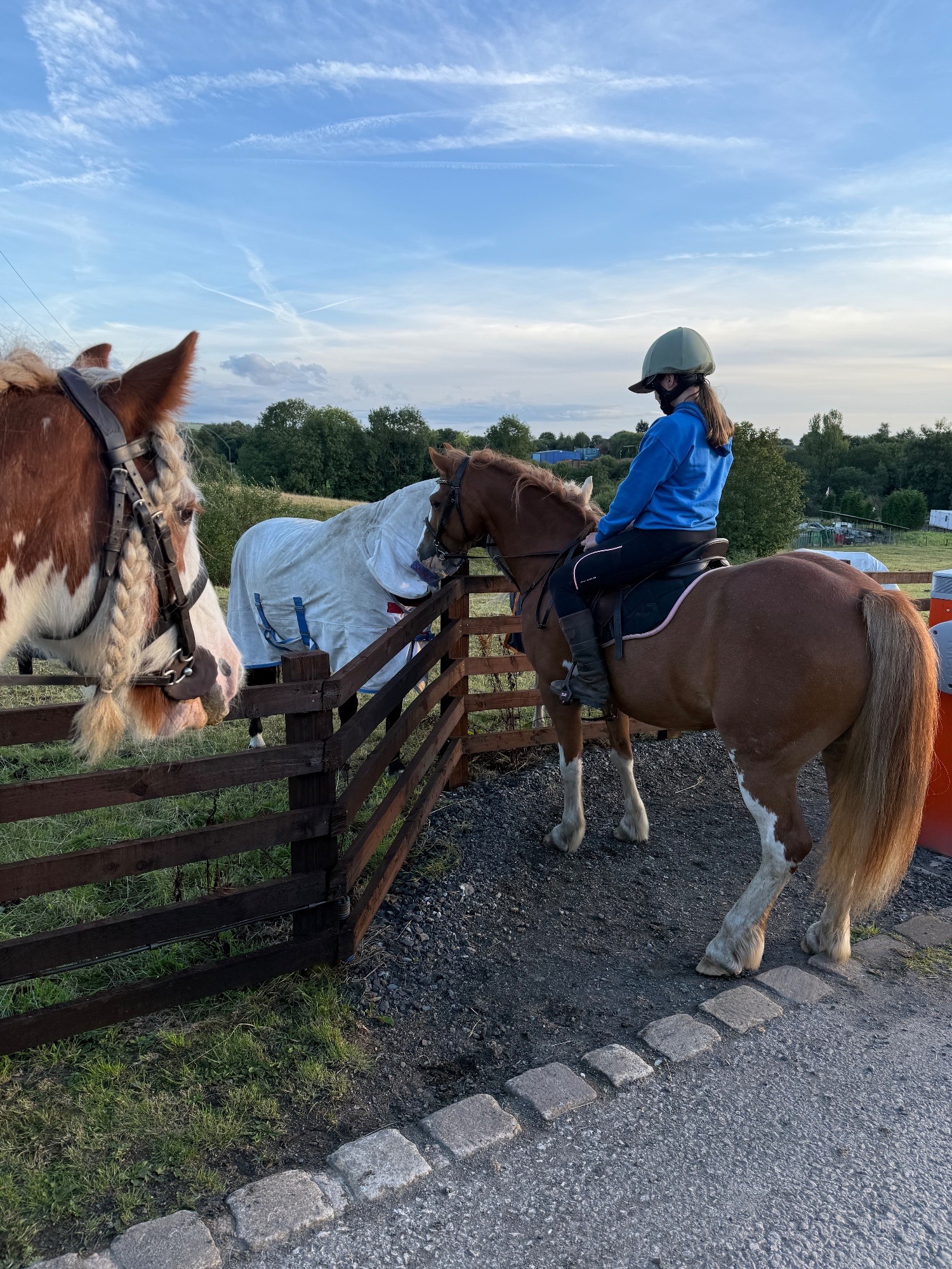 All Rounders - "PRINCE HARRY" Chestnut Gelding All Rounder