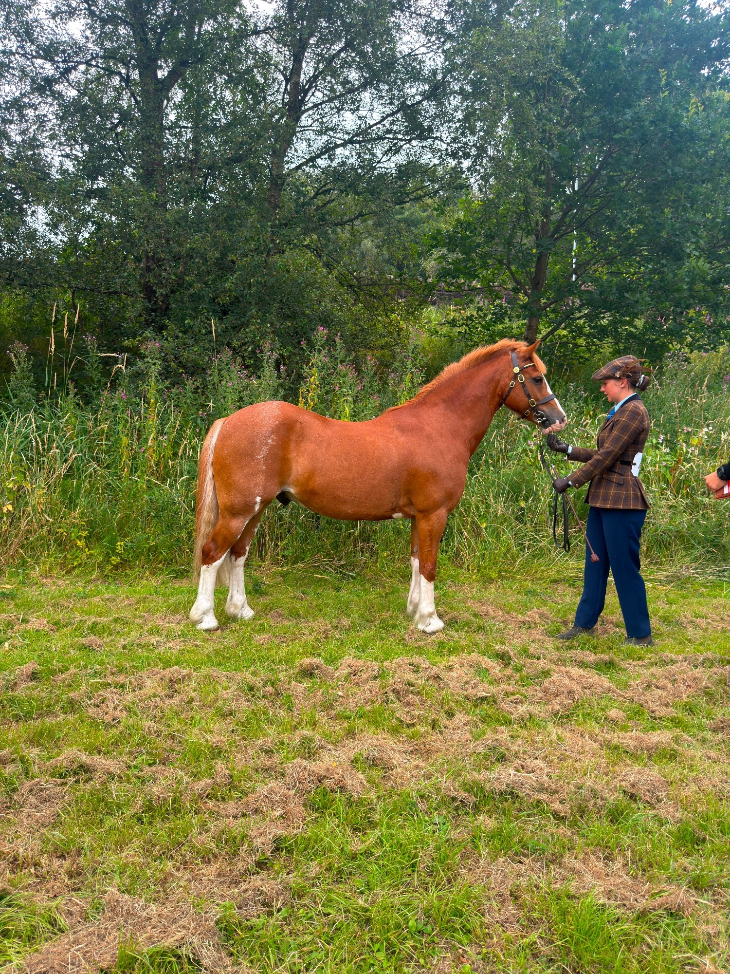  "PRINCE HARRY" Chestnut Gelding All Rounder
