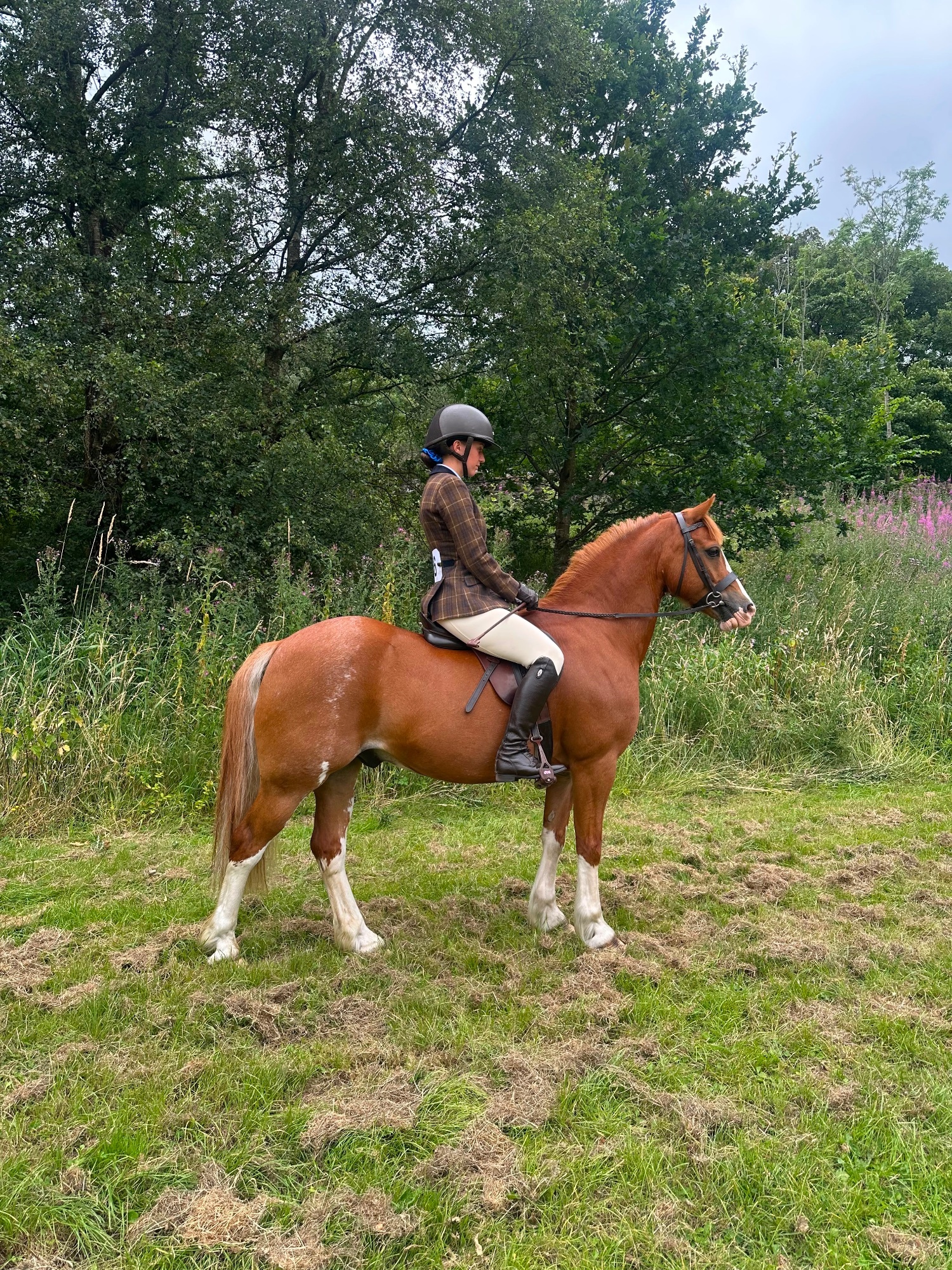 All Rounders - "PRINCE HARRY" Chestnut Gelding All Rounder in 