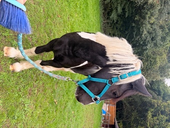 "Worsenden Zira" Piebald Filly Youngstock / Foal