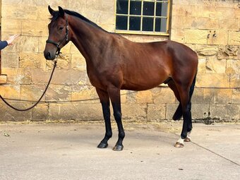 "SPS Magnetic Definition " Bay Gelding Young Sport Horse