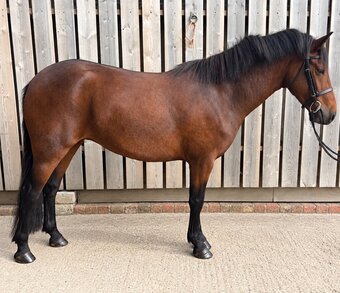 "mave " Bay Mare All Rounder