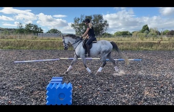 "Otty" Dapple Grey Mare All Rounder