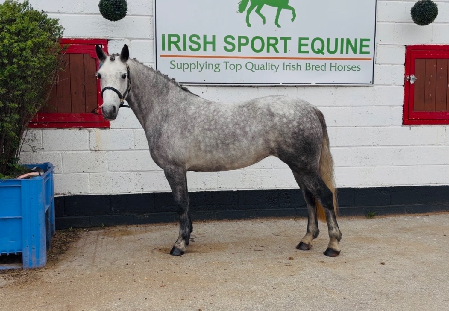  "Cleo: athletic, brave, honest, uncomplicated showjumping pony" Dapple Grey Mare Show Jumper