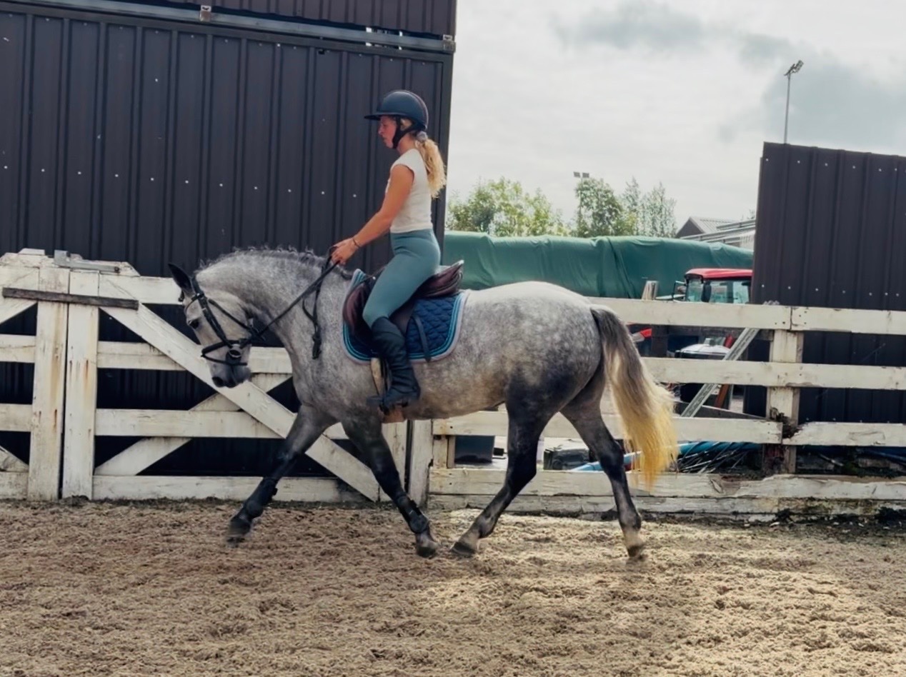 "Cleo: athletic, brave, honest, uncomplicated showjumping pony" Dapple Grey Mare Show Jumper - Show Jumpers in 