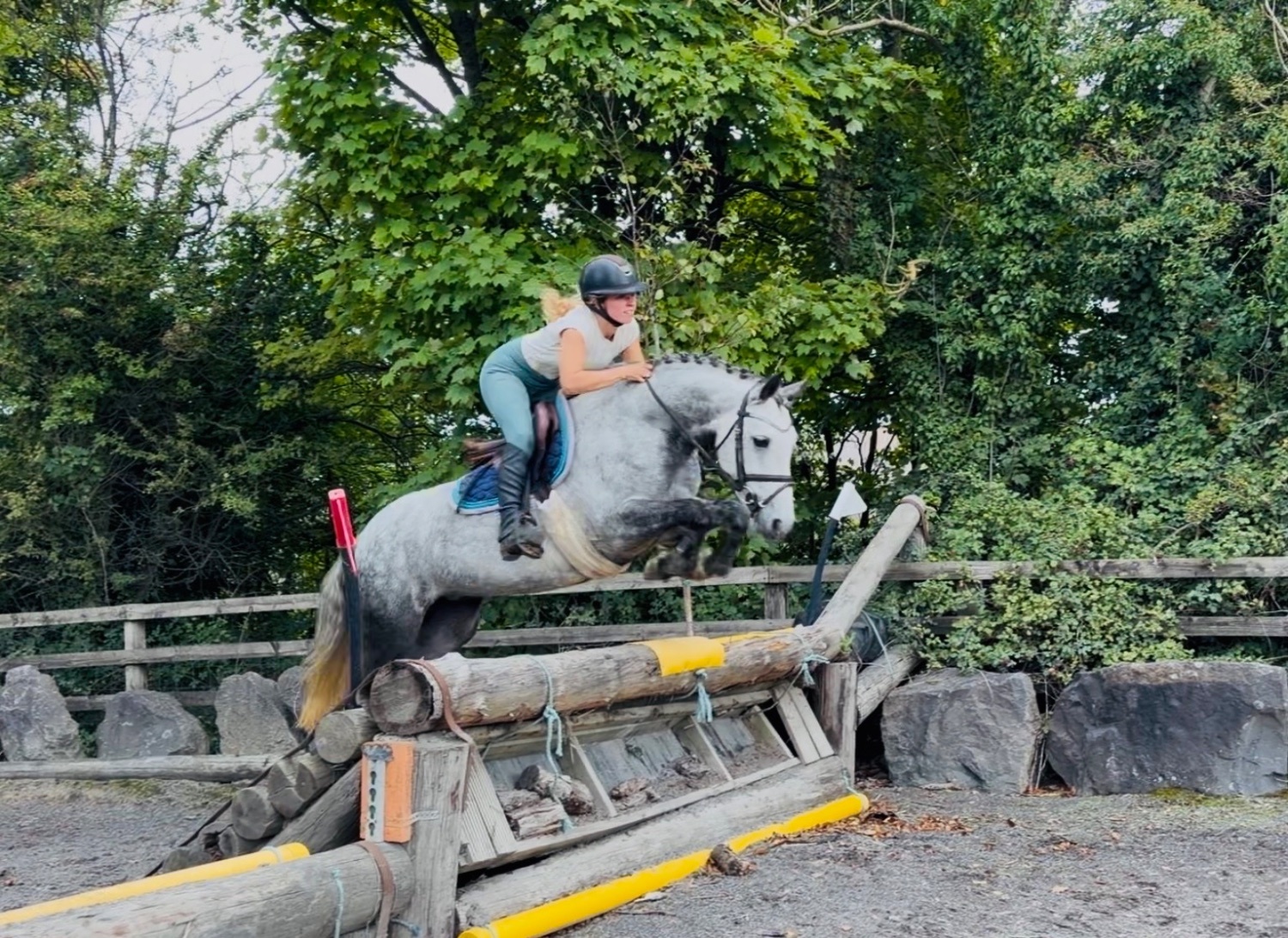 "Cleo: athletic, brave, honest, uncomplicated showjumping pony" Dapple Grey Mare Show Jumper - Show Jumpers 