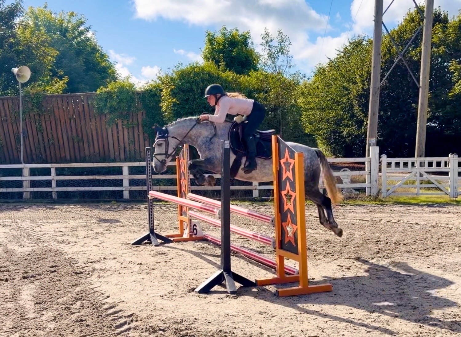 "Cleo: athletic, brave, honest, uncomplicated showjumping pony" Dapple Grey Mare Show Jumper - 