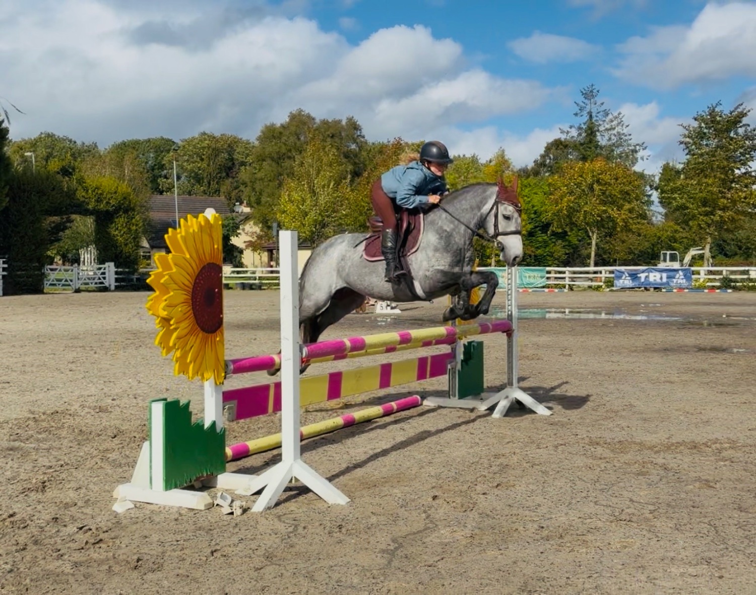  "Arthur: well-bred, athletic, uncomplicated showjumping pony" Dapple Grey Gelding Pony Club Pony