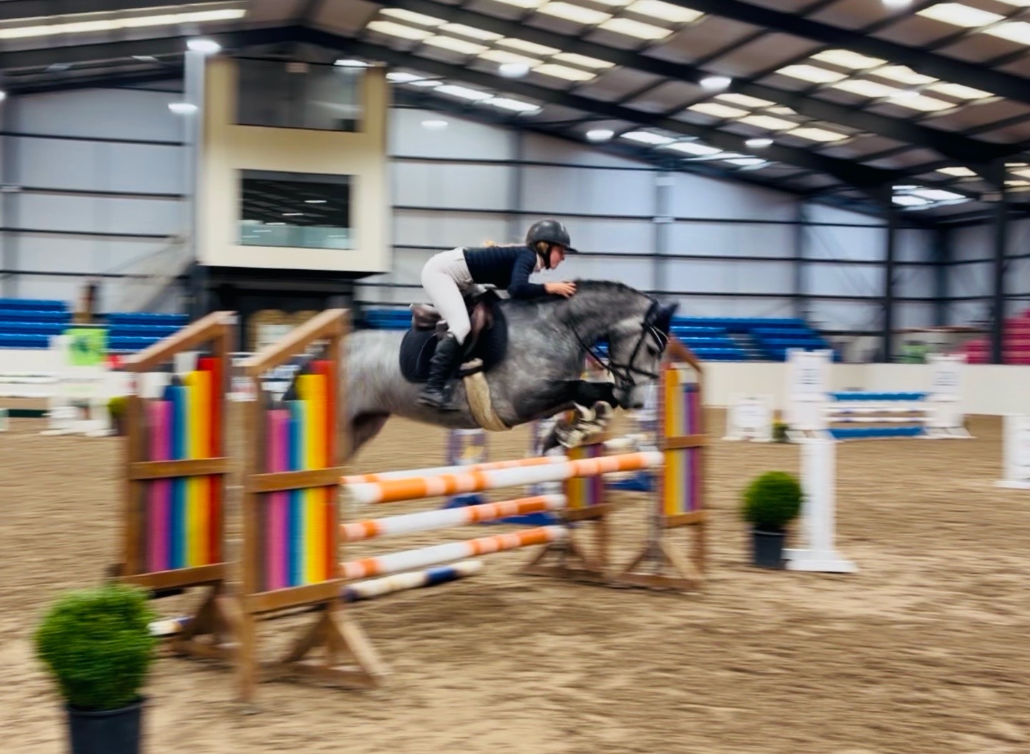 "Arthur: well-bred, athletic, uncomplicated showjumping pony" Dapple Grey Gelding Pony Club Pony - Pony Club Ponies in 