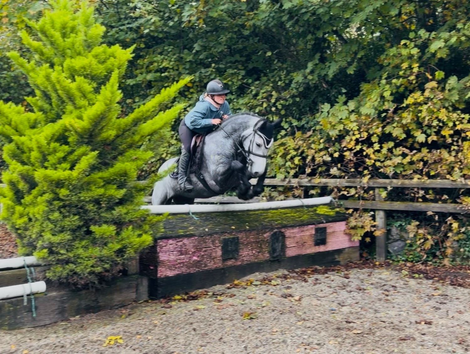 "Arthur: well-bred, athletic, uncomplicated showjumping pony" Dapple Grey Gelding Pony Club Pony - Pony Club Ponies