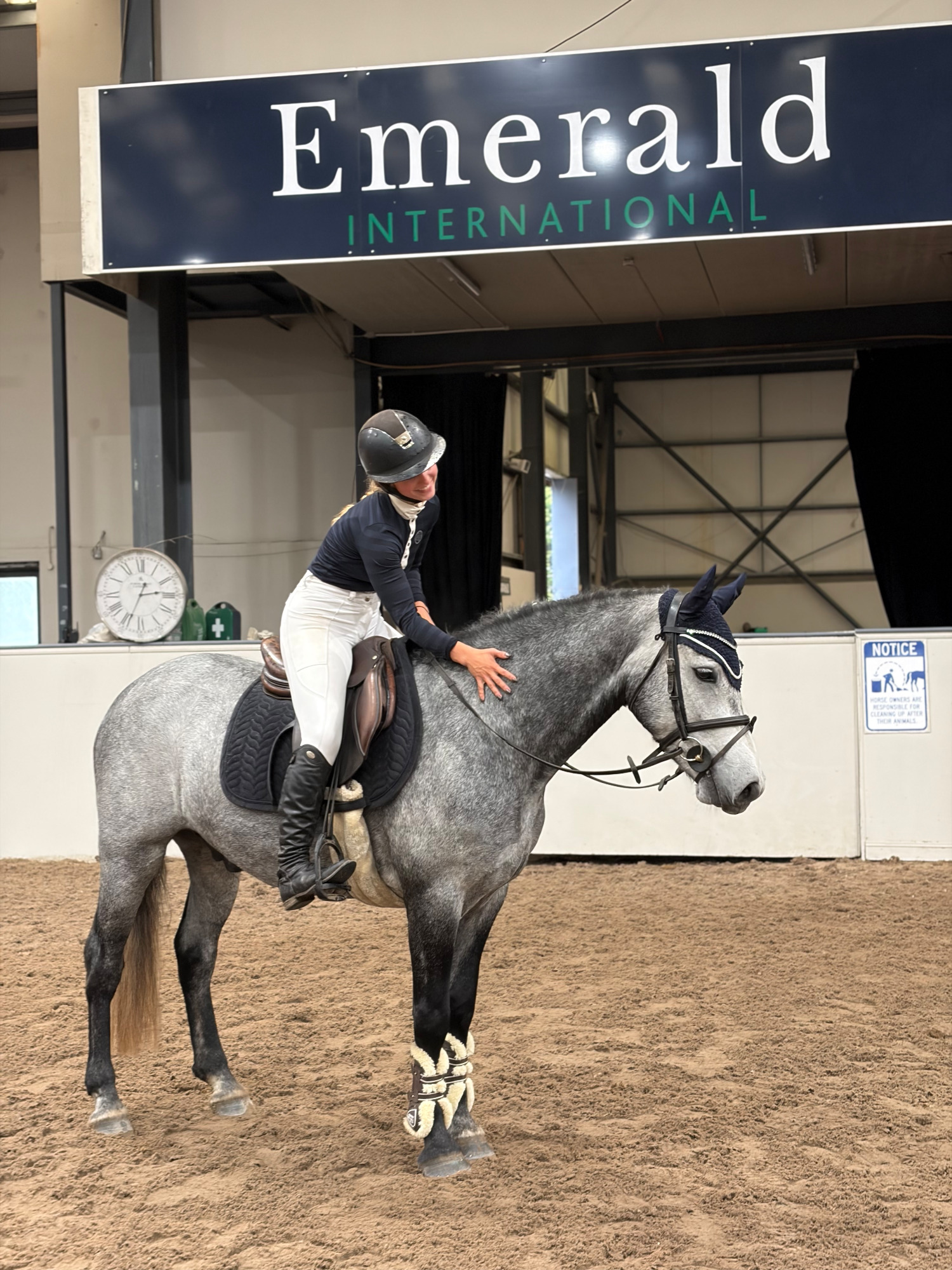 Pony Club Ponies - "Arthur: well-bred, athletic, uncomplicated showjumping pony" Dapple Grey Gelding Pony Club Pony in 