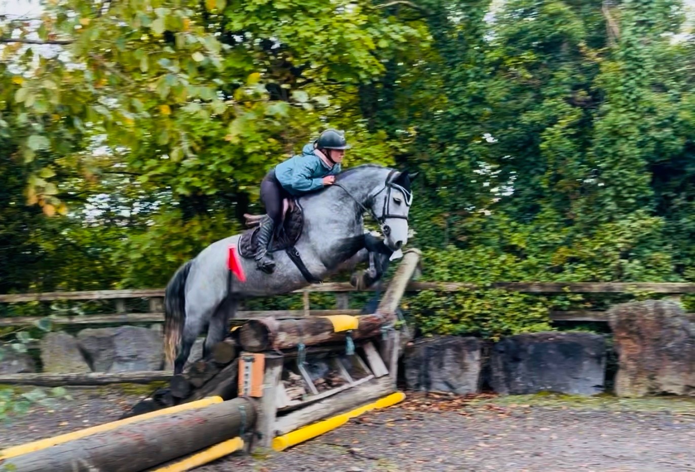 Pony Club Ponies  - "Arthur: well-bred, athletic, uncomplicated showjumping pony" Dapple Grey Gelding Pony Club Pony