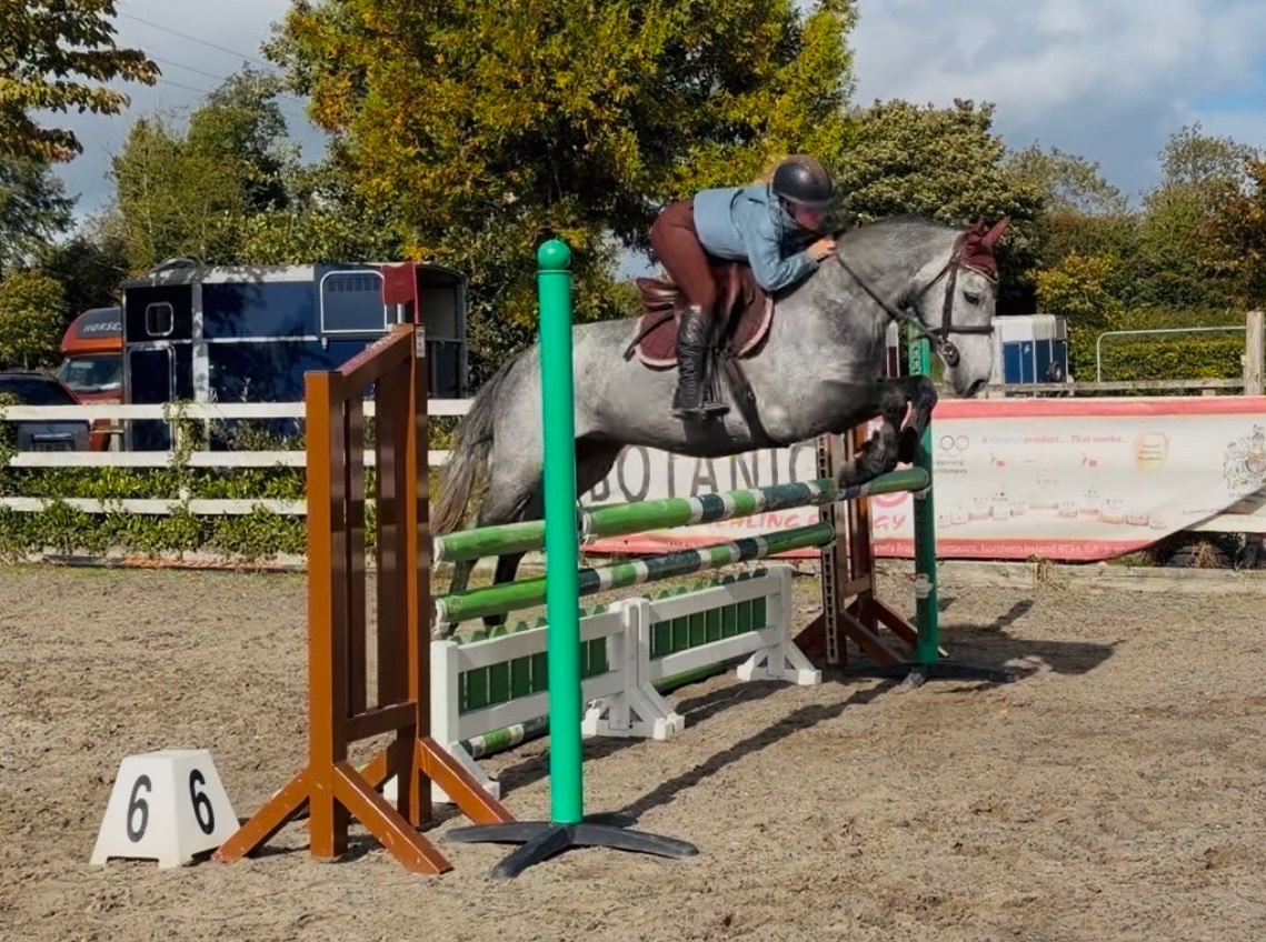 "Arthur: well-bred, athletic, uncomplicated showjumping pony" Dapple Grey Gelding Pony Club Pony - Pony Club Ponies 