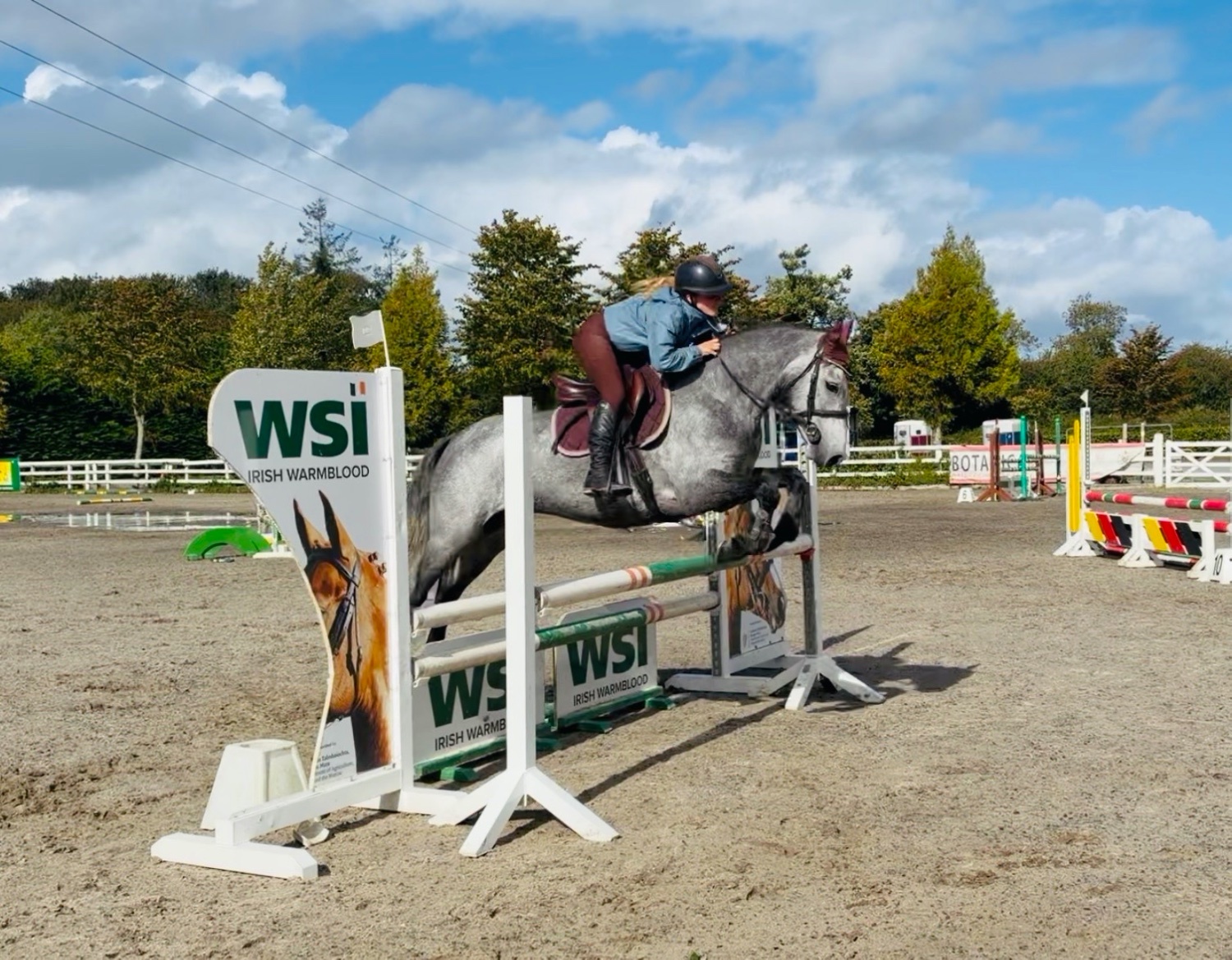 "Arthur: well-bred, athletic, uncomplicated showjumping pony" Dapple Grey Gelding Pony Club Pony - 