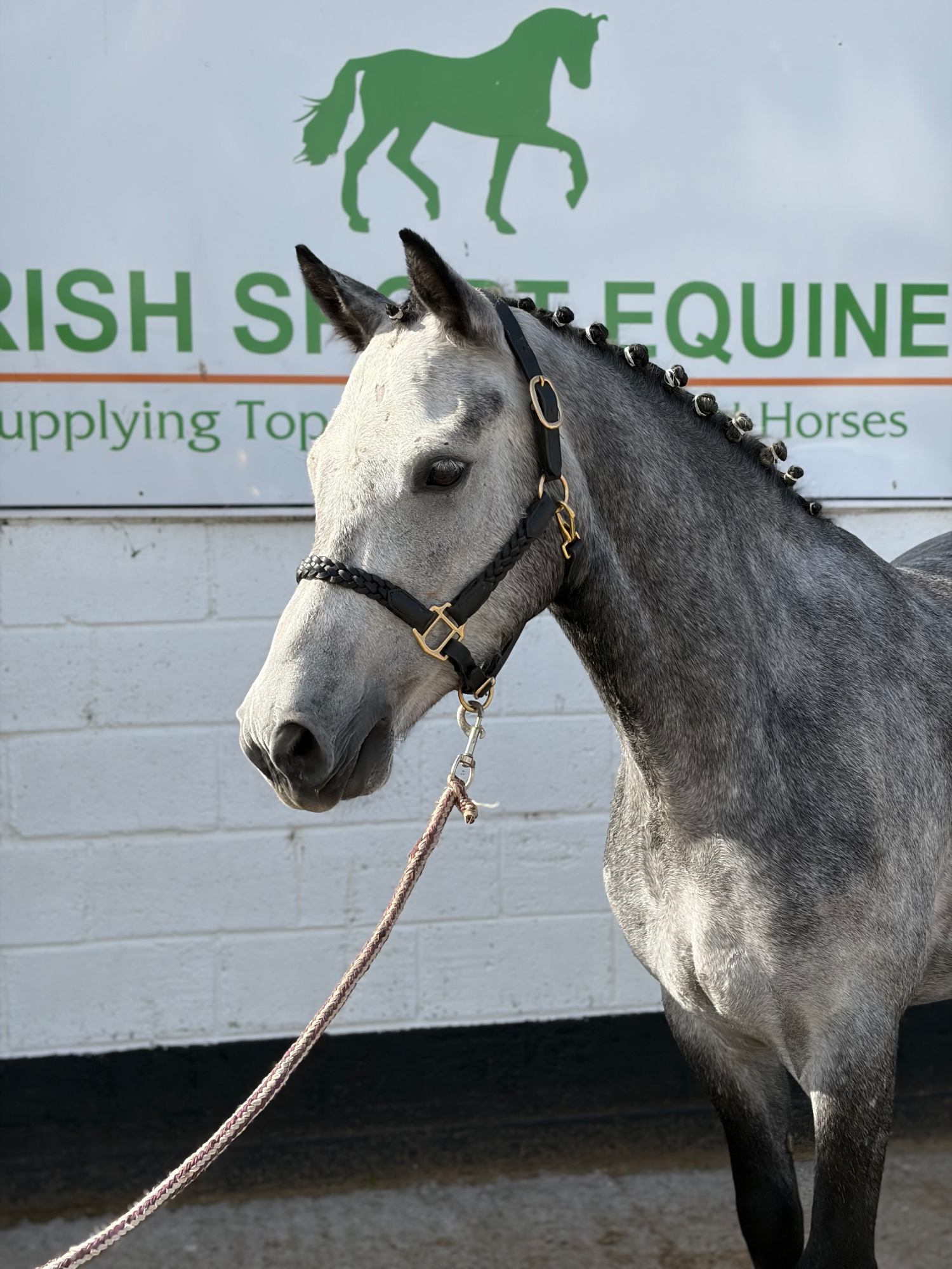 "Arthur: well-bred, athletic, uncomplicated showjumping pony" Dapple Grey Gelding Pony Club Pony - Pony Club Ponies