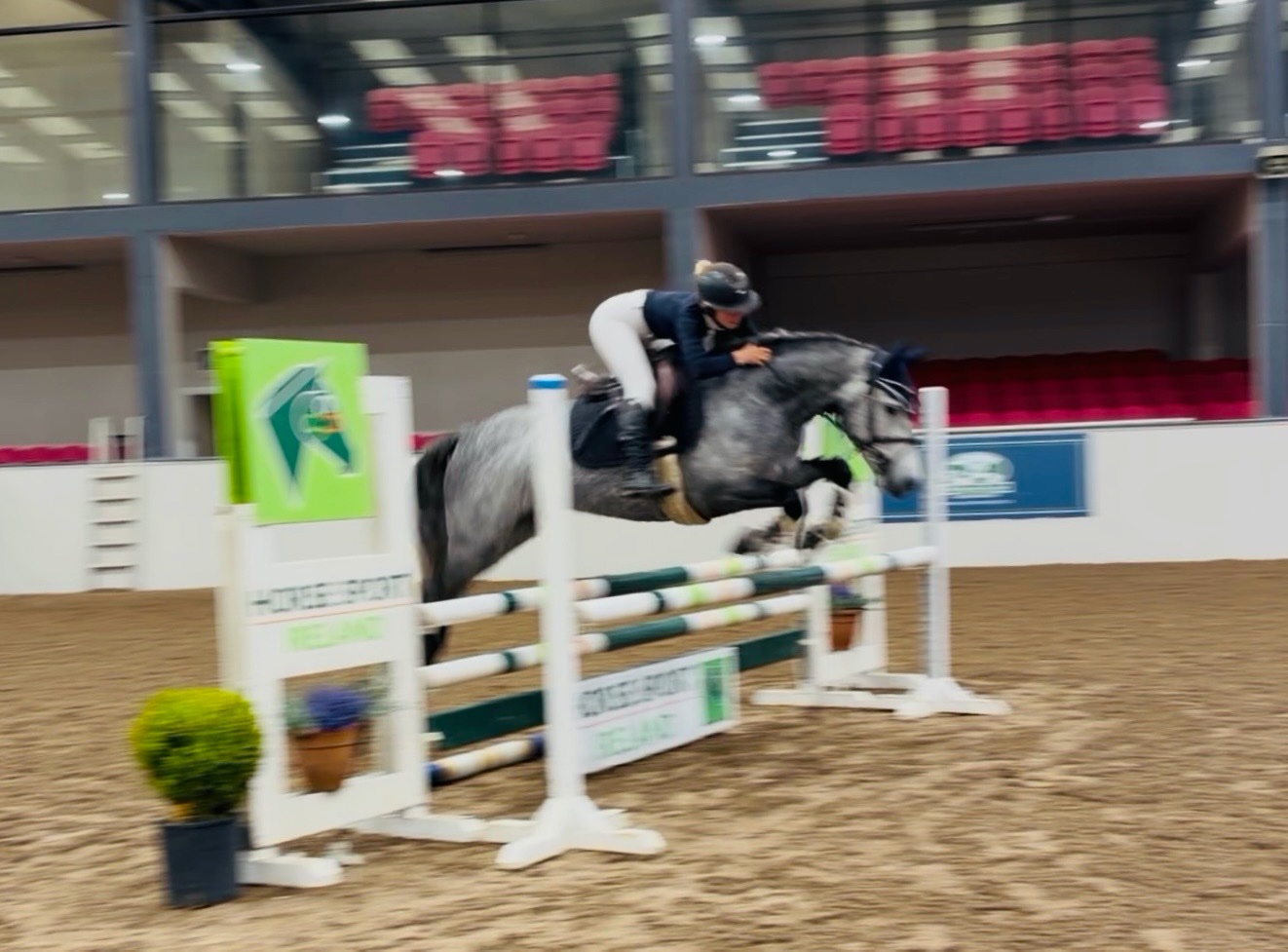 "Arthur: well-bred, athletic, uncomplicated showjumping pony" Dapple Grey Gelding Pony Club Pony