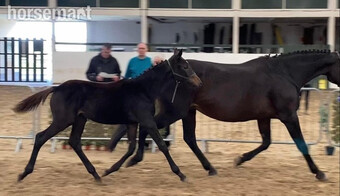 "Foxmore Imperial Rose" Brown Filly Youngstock / Foal