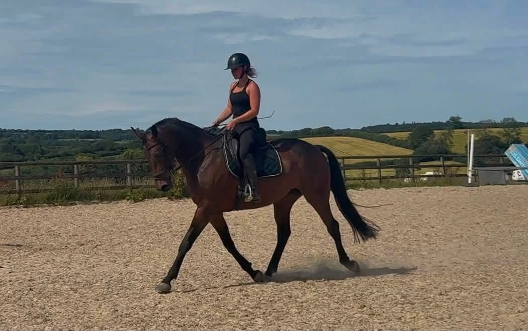 "Immy" Dark Bay Mare All Rounder - 