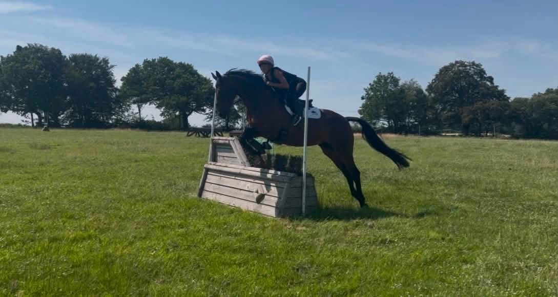 "Immy" Dark Bay Mare All Rounder - All Rounders