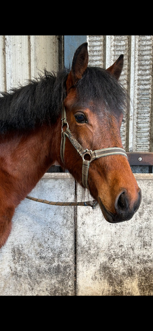 "Vixen" Bright Bay Mare All Rounder