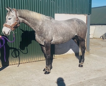 "Silver" Grey Mare All Rounder