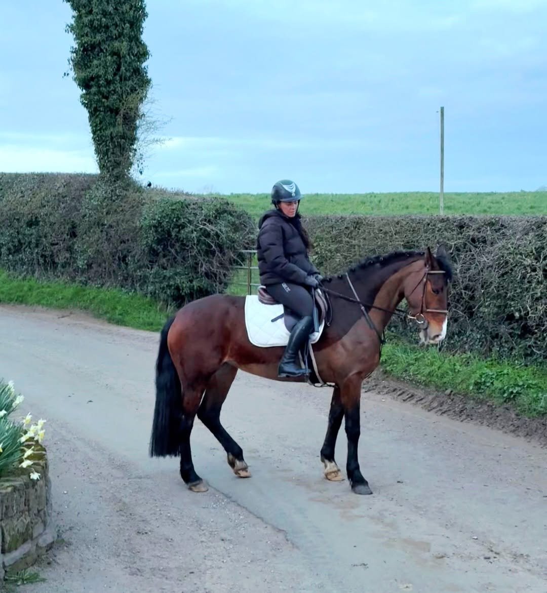 "Midnight" Bay Mare All Rounder - All Rounders 
