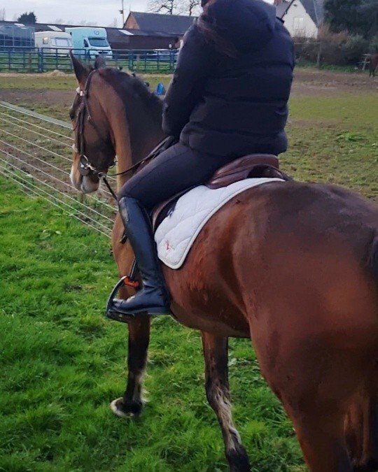 "Midnight" Bay Mare All Rounder - All Rounders