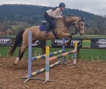 "" Buckskin Mare All Rounder