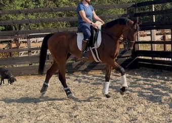 "Zu " Dark Bay Gelding Young Sport Horse