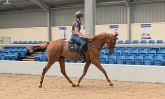 "Ed" Gelding All Rounder