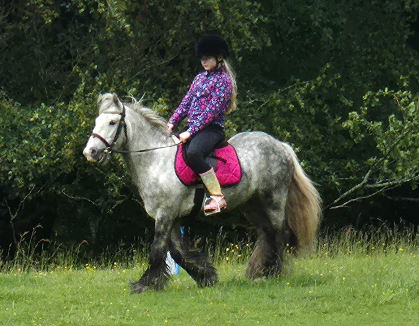 All Rounders  - "Benjamin Button" Dapple Grey Gelding All Rounder