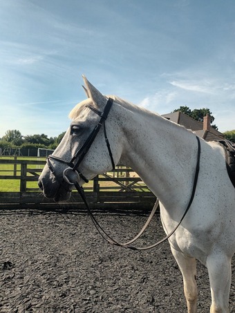 Part-loan All-rounder - Gelding