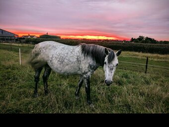 "Dolly" Dapple Grey Mare Companion Horse