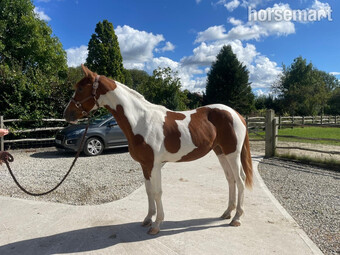 "Mouse" Skewbald Filly Youngstock / Foal