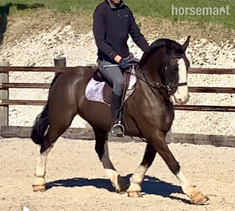 "" Black Gelding All Rounder