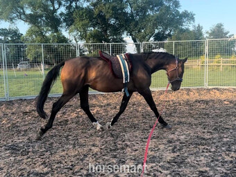"" Bay Mare Youngstock / Foal