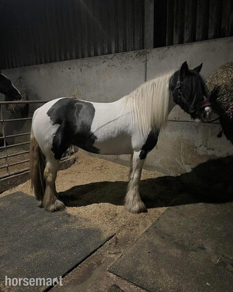 "daisy " Piebald Mare All Rounder