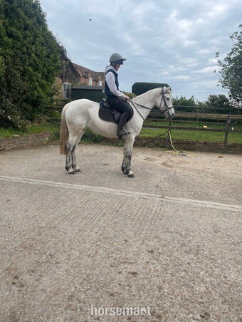 "Tra Bhain Dainty" Grey Mare All Rounder