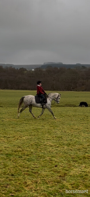 "Flora " Grey Mare Mountain & Moorland Pony