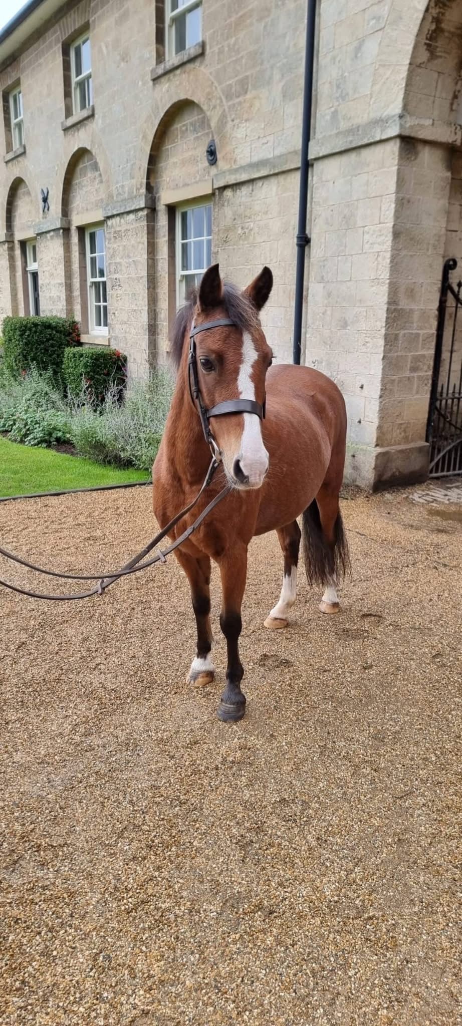 Lead Rein & First Ridden Ponies  - "Ruby" Chestnut Mare Lead Rein/First Ridden Pony