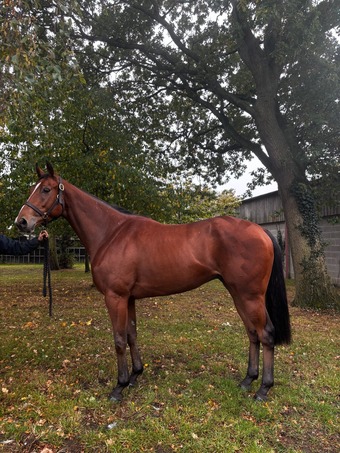 "Jimmy " Bright Bay Gelding Ex Racehorse