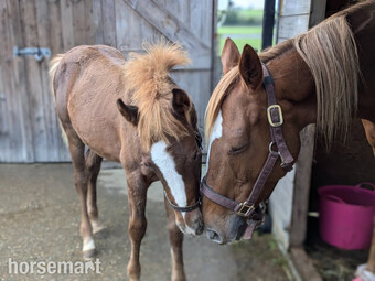 "" Chestnut Mare Ex Racehorse
