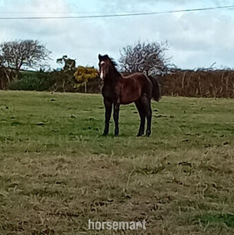 "" Bay Colt Young Sport Horse