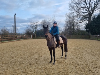 "Berry" Dark Bay Mare All Rounder