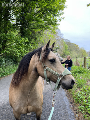 "Bimini" Dun Mare All Rounder
