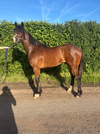 "Hucklow William " Bay Gelding Youngstock / Foal
