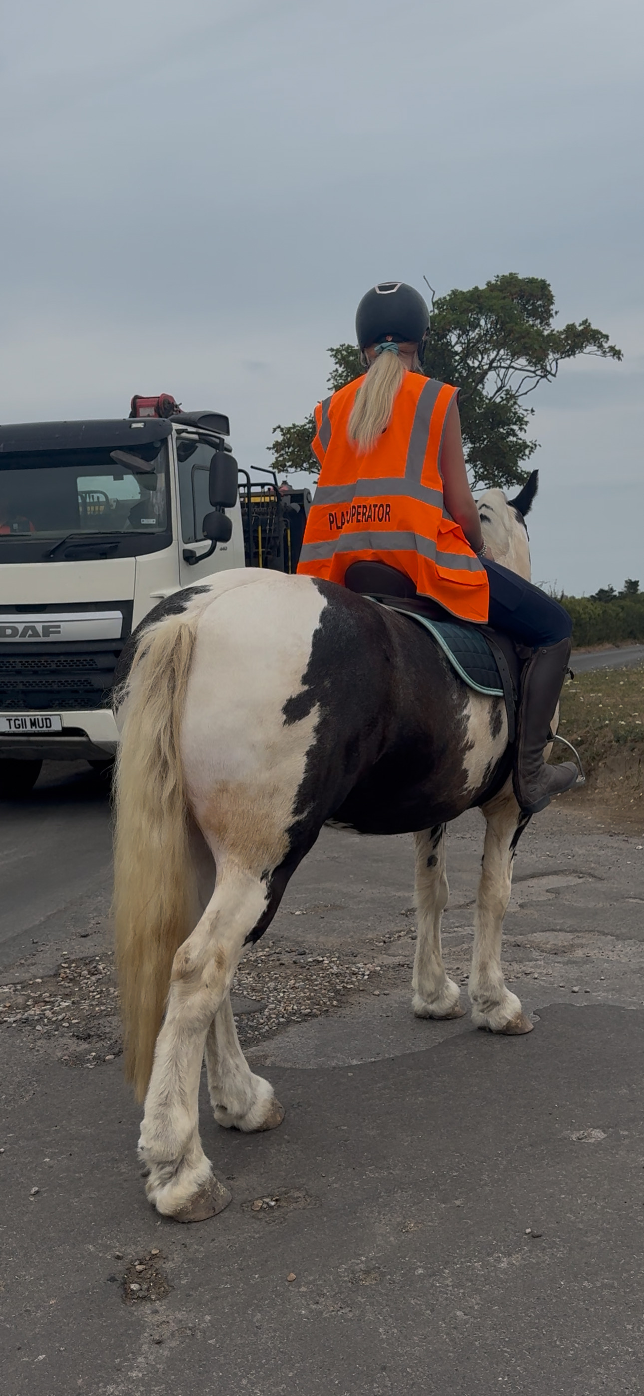 "Hector " Coloured Gelding All Rounder - All Rounders 