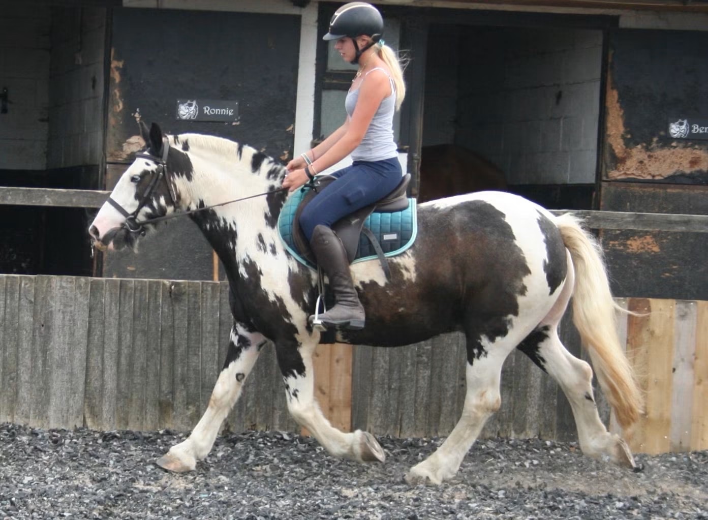 "Hector " Coloured Gelding All Rounder - 